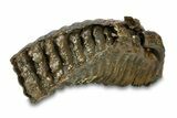 Fossil Woolly Mammoth Lower M Molar - Hungary #295844-7